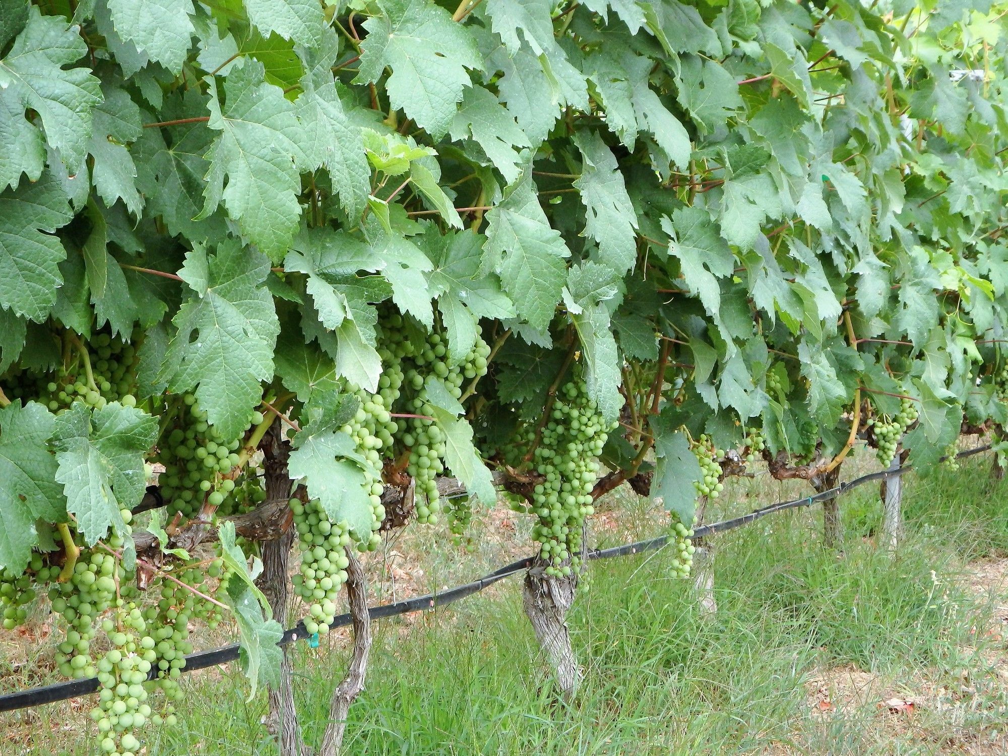 El Lagar Villa Icod De Los Vinos Eksteriør bilde